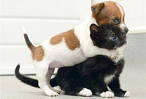 Happy National Puppy day! ^ An abandoned puppy named Buttons and a rescued kitten named Kitty are so close they think they are sisters.